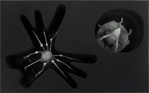 Feldherr foam tray set for KDM Wave 1 + 2: Spidicules, Sunstalker and small monsters