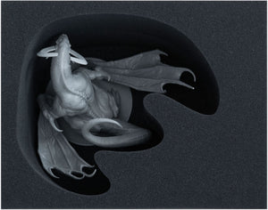 Feldherr Foam Set for KDM Wave 1 + 2: Phoenix, Dragon King, Lonely Tree, Lion God, Gorm